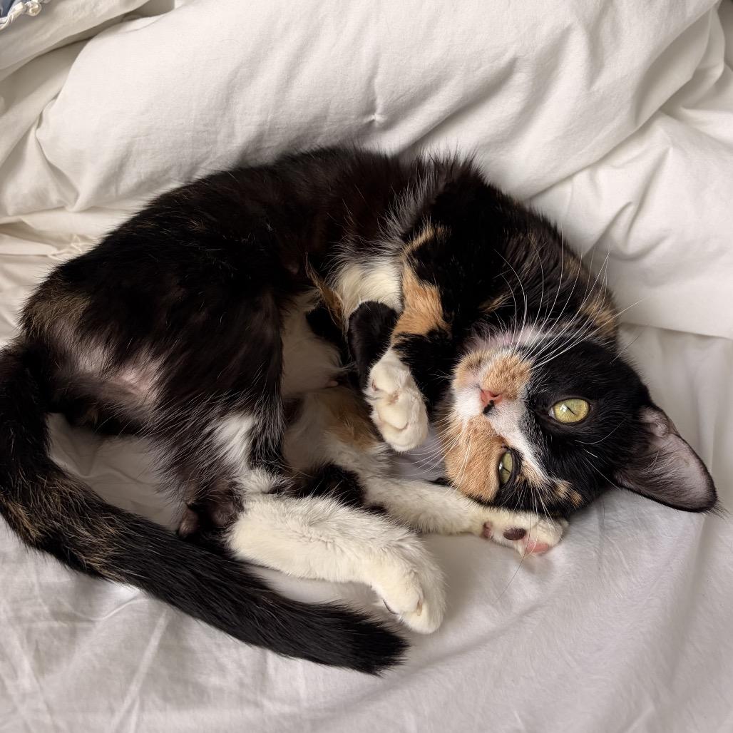 Pecan, a Adoptable Domestic Short Hair in New Fairfield, CT image 1/6
