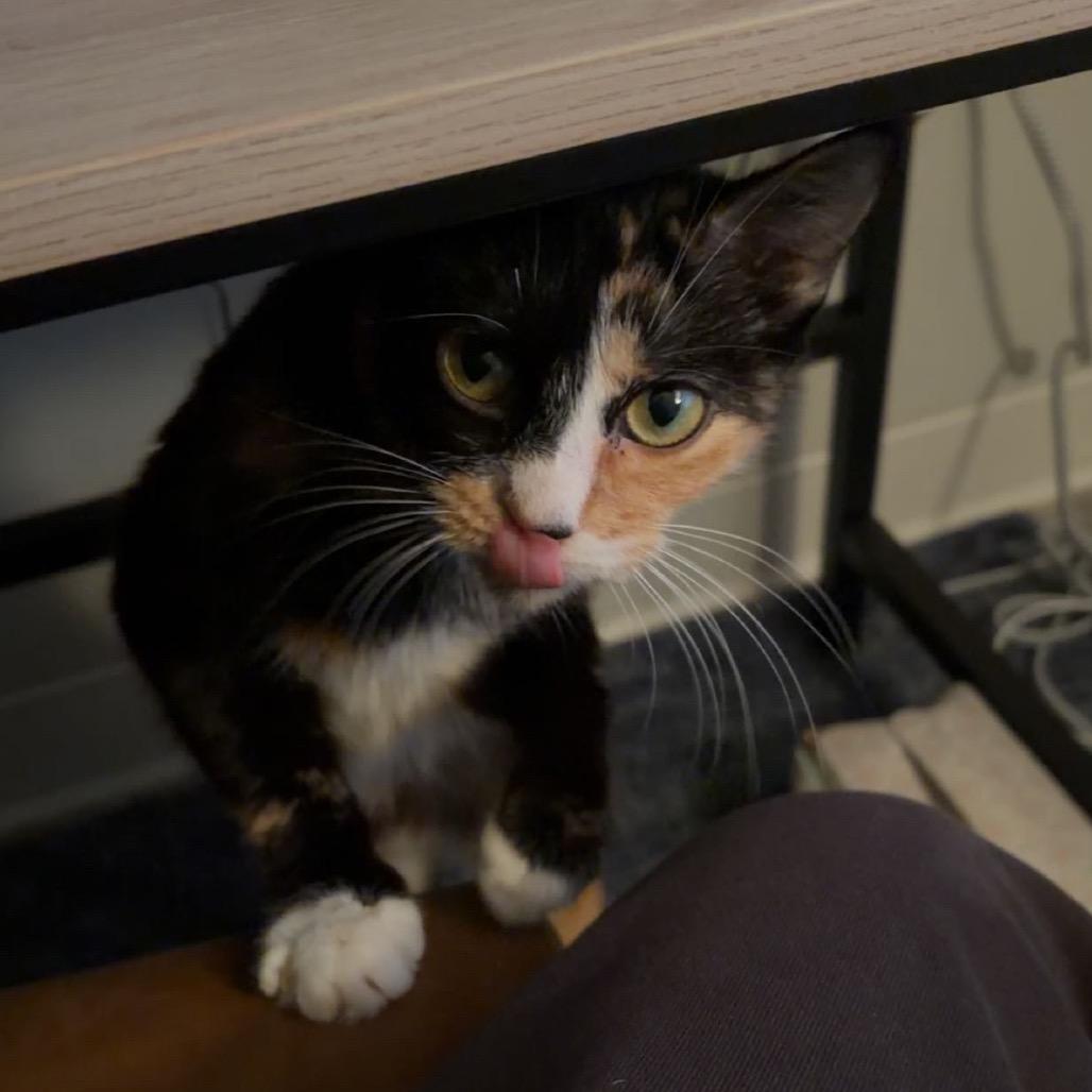 Enlarge Pecan, a Adoptable Domestic Short Hair in New Fairfield, CT image 1/6