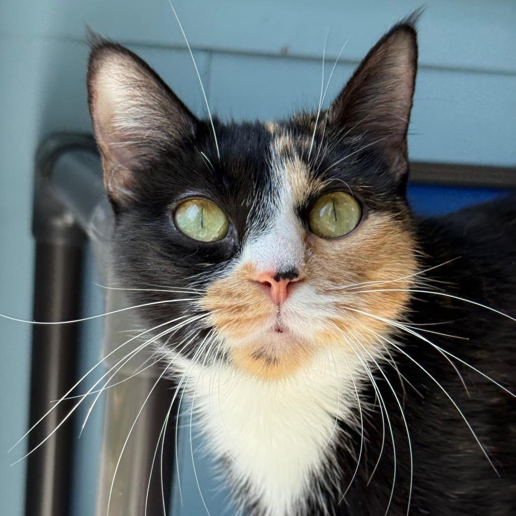 Pecan, a Adoptable Domestic Short Hair in New Fairfield, CT image 2/6