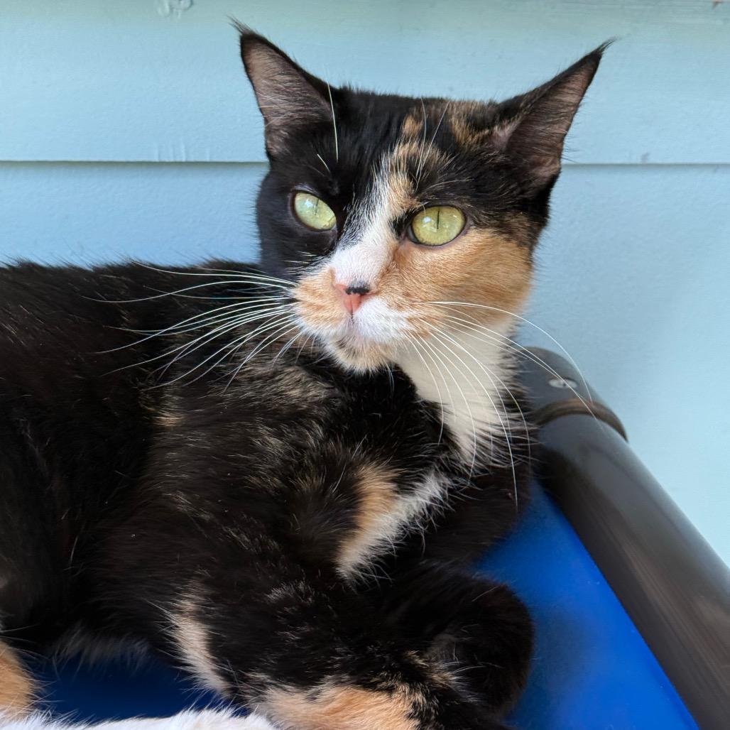 Pecan, a Adoptable Domestic Short Hair in New Fairfield, CT image 3/6