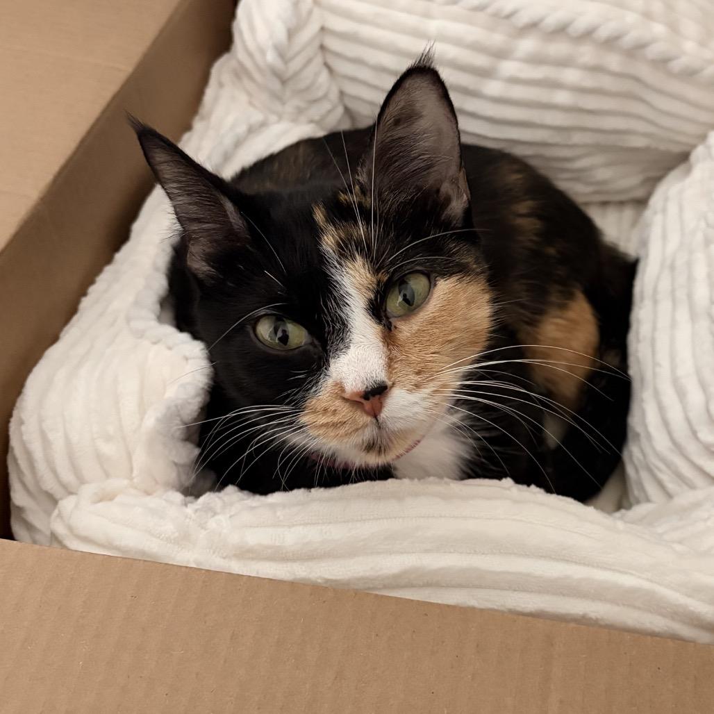 Enlarge Pecan, a Adoptable Domestic Short Hair in New Fairfield, CT image 2/6