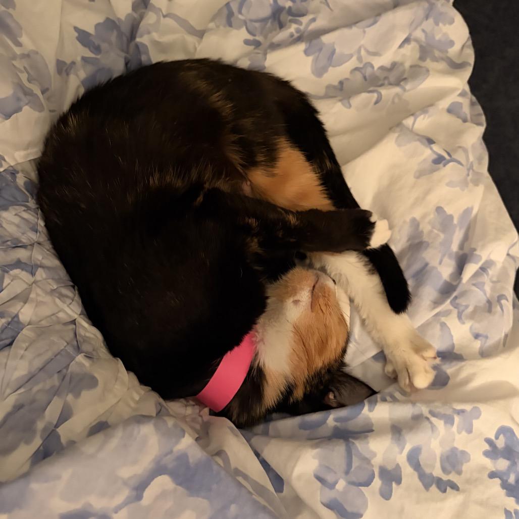 Enlarge Pecan, a Adoptable Domestic Short Hair in New Fairfield, CT image 3/6