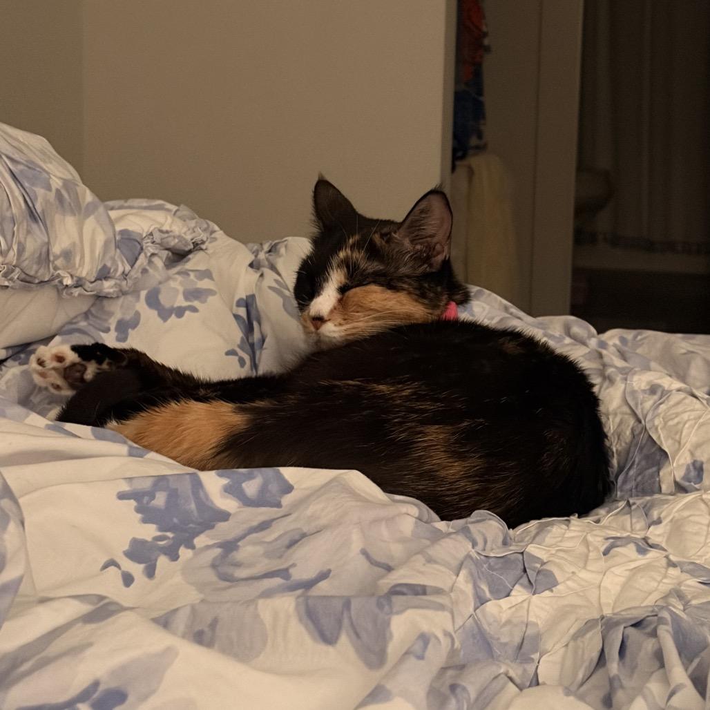 Enlarge Pecan, a Adoptable Domestic Short Hair in New Fairfield, CT image 4/6