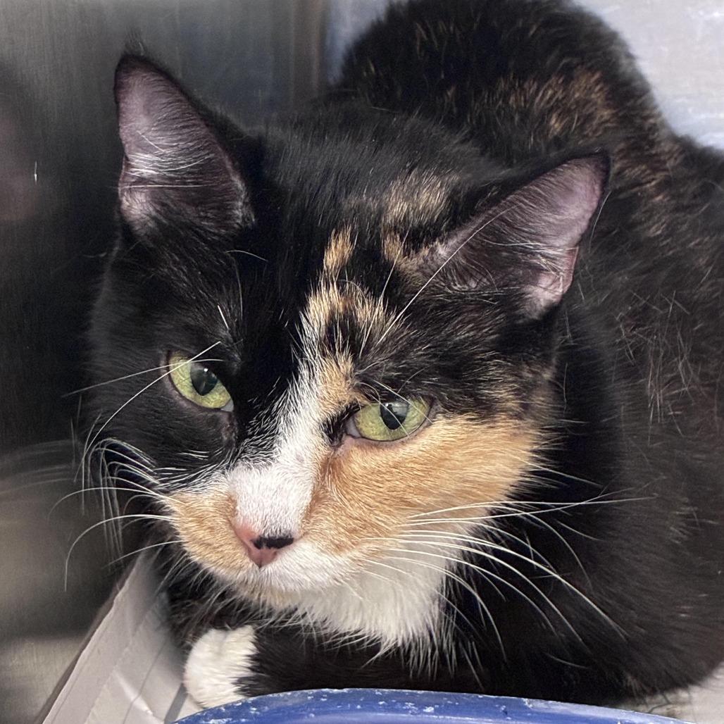 Enlarge Pecan, a Adoptable Domestic Short Hair in New Fairfield, CT image 5/6