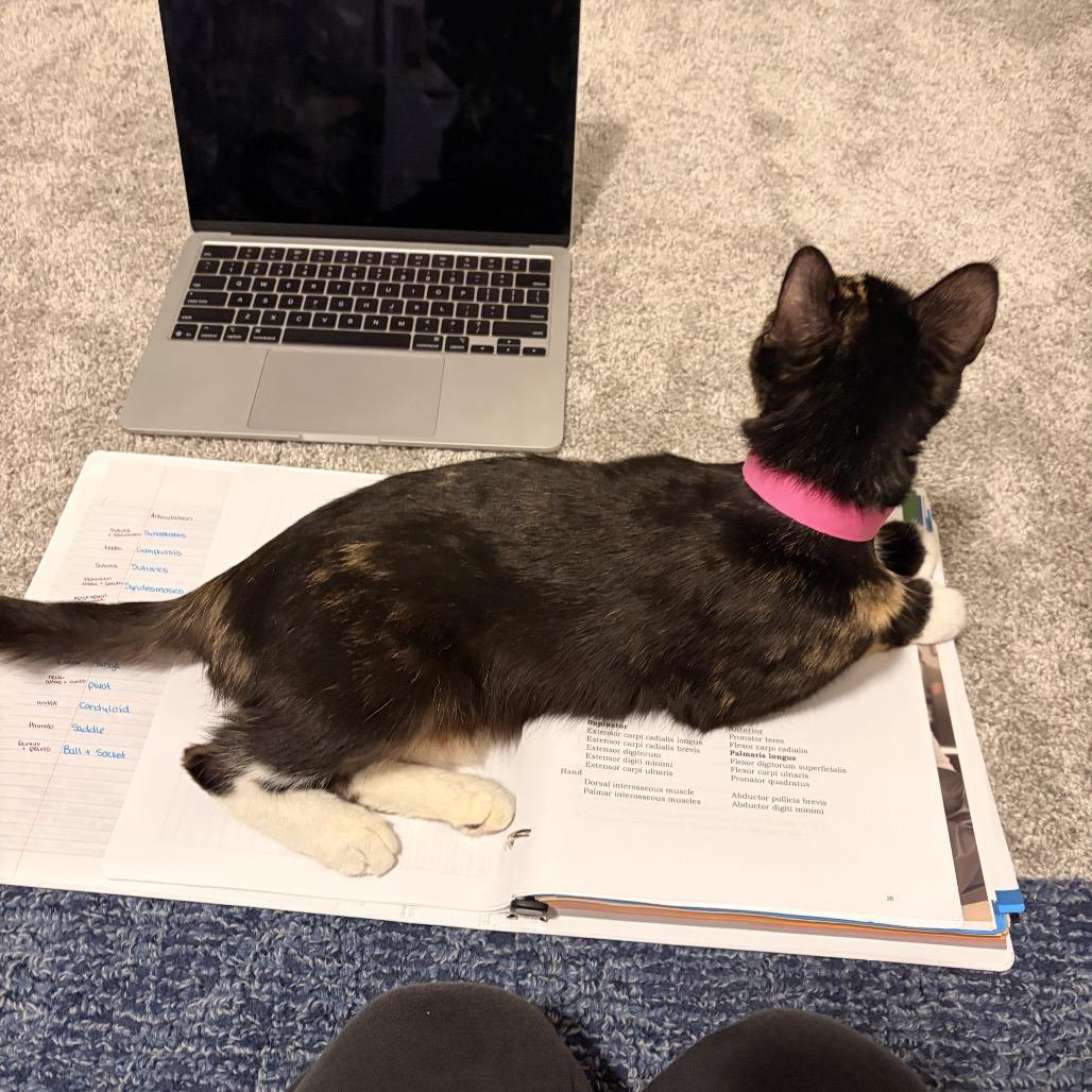 Enlarge Pecan, a Adoptable Domestic Short Hair in New Fairfield, CT image 6/6