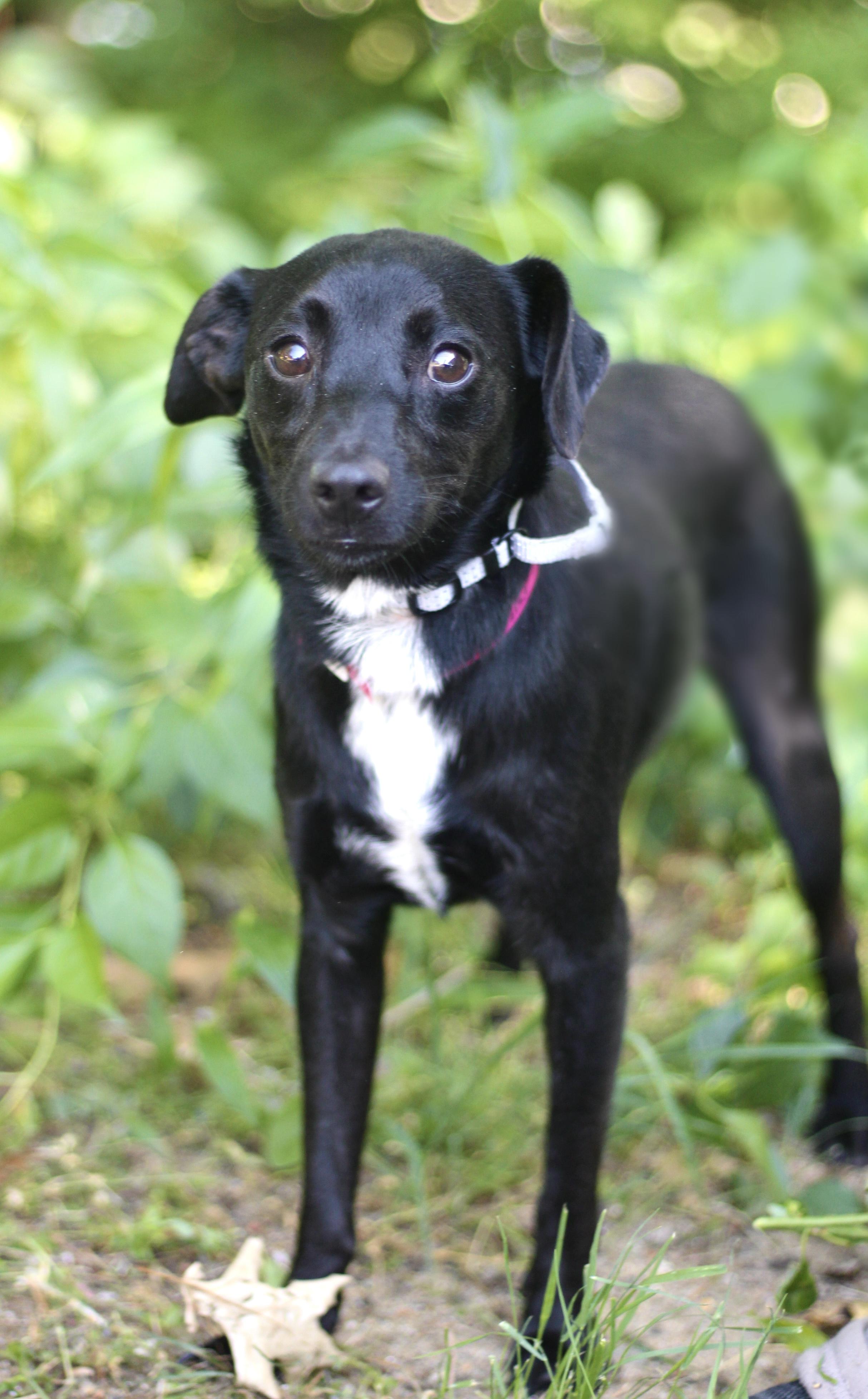 Lucas in NH. Come Meet our Adoptable Dogs Wednesday-Saturday. More info in Bio, a ADOPTABLE mixed breed in Manchester, NH image 3/3