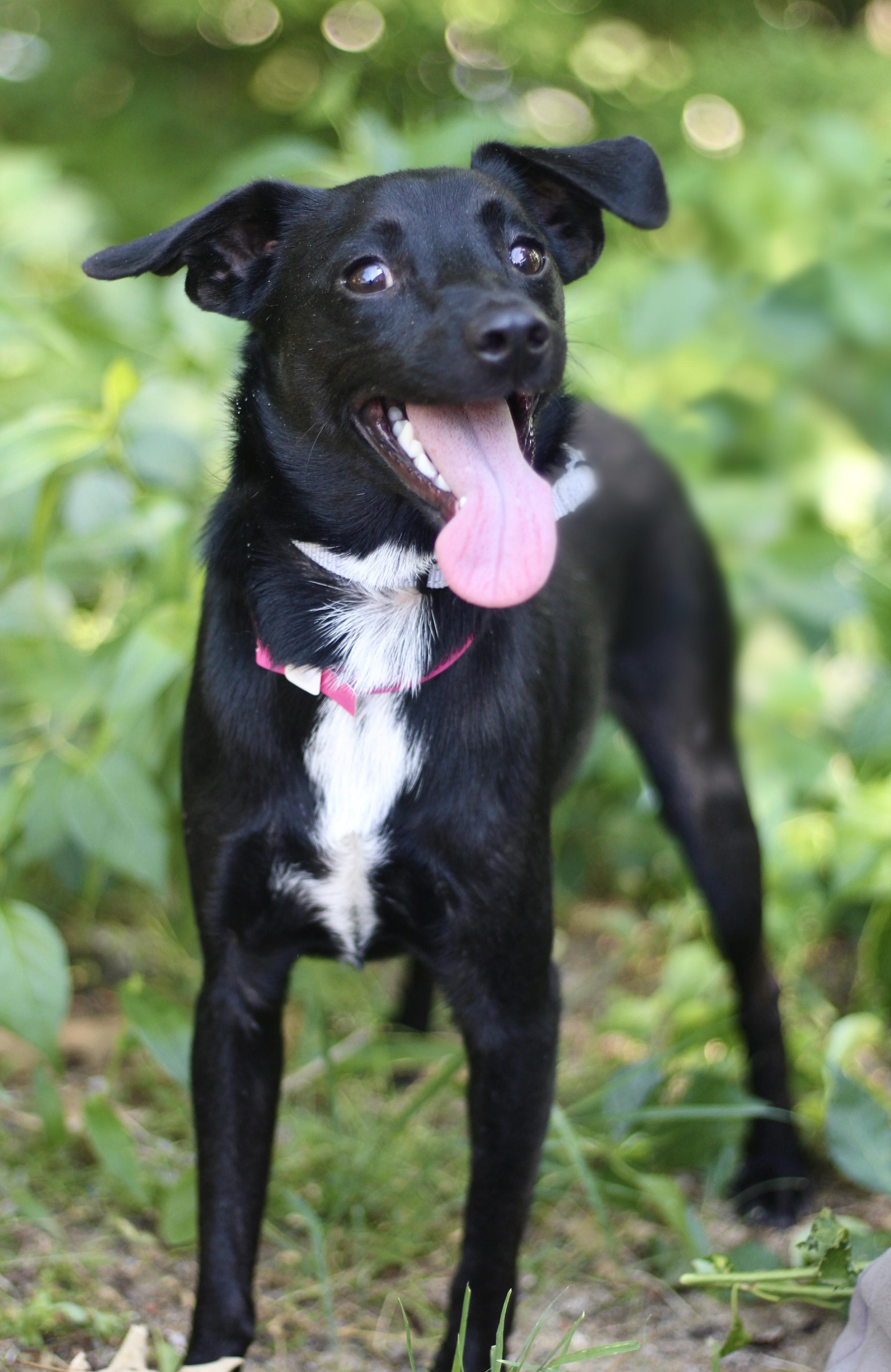Lucas in NH. Come Meet our Adoptable Dogs Wednesday-Saturday. More info in Bio, a ADOPTABLE mixed breed in Manchester, NH image 2/3