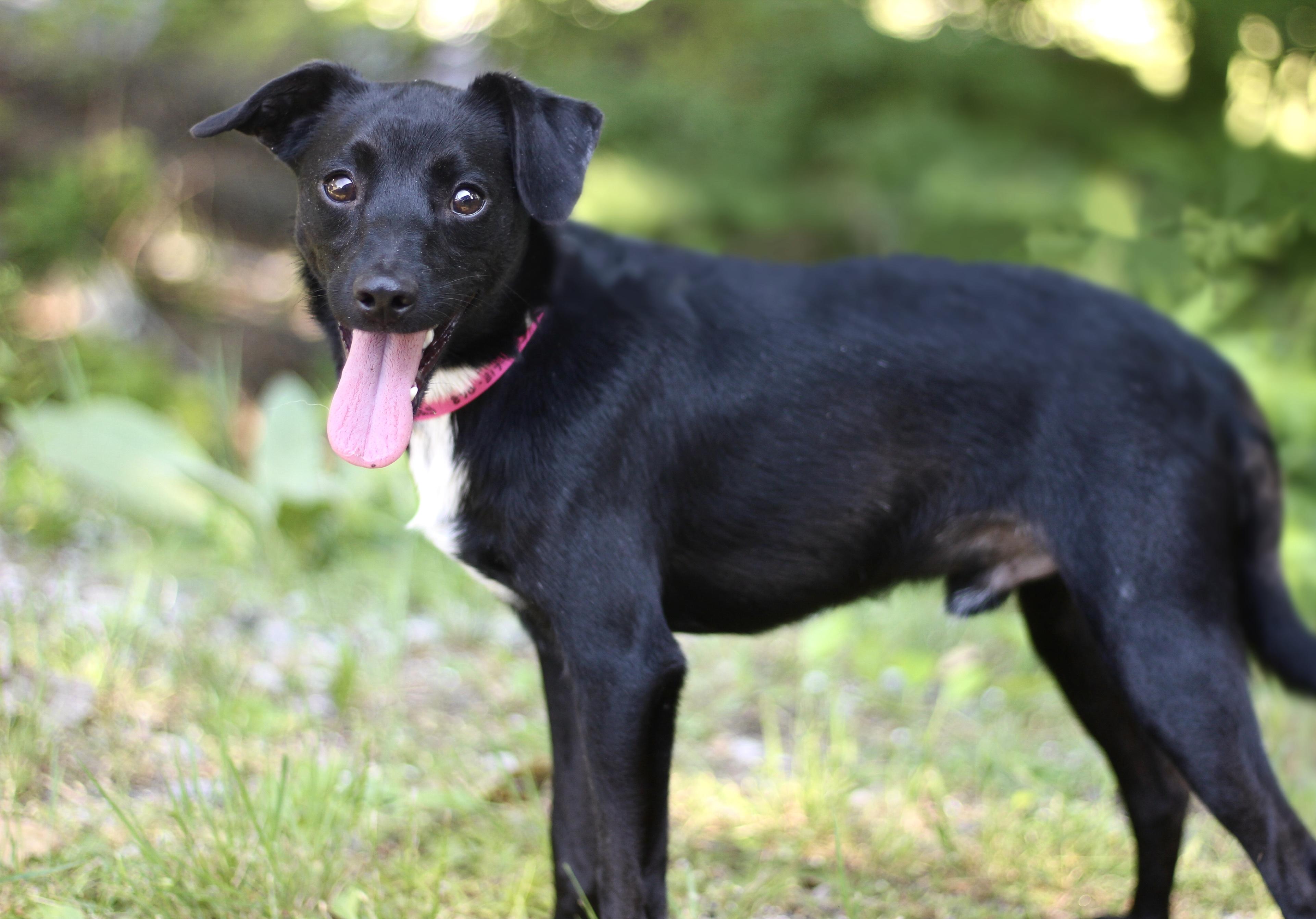 Lucas in NH. Come Meet our Adoptable Dogs Wednesday-Saturday. More info in Bio, ADOPTABLE, Young Male Chihuahua.