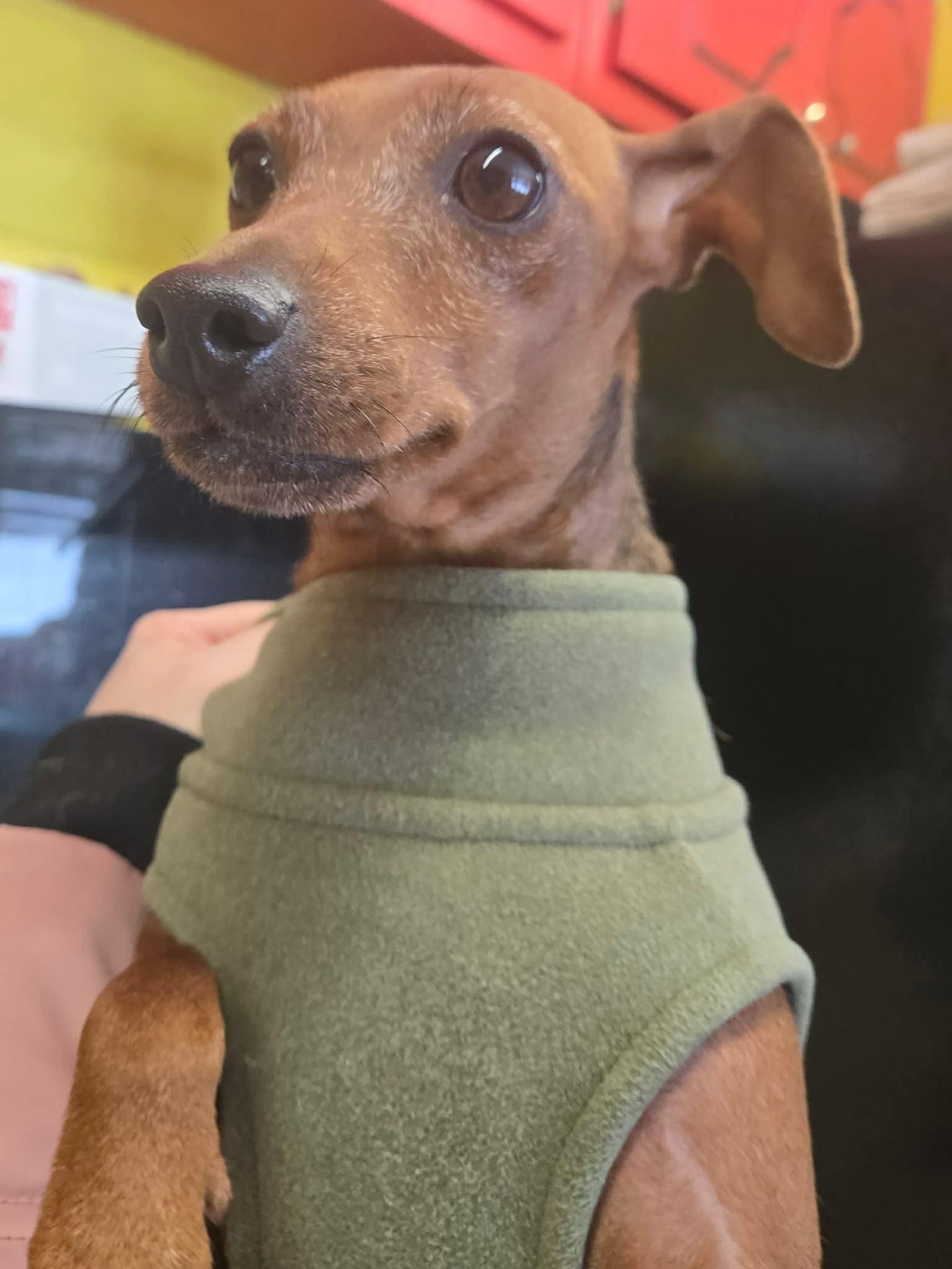 Enlarge Clover, a ADOPTABLE Miniature Pinscher in North Olmsted, OH image 1/3