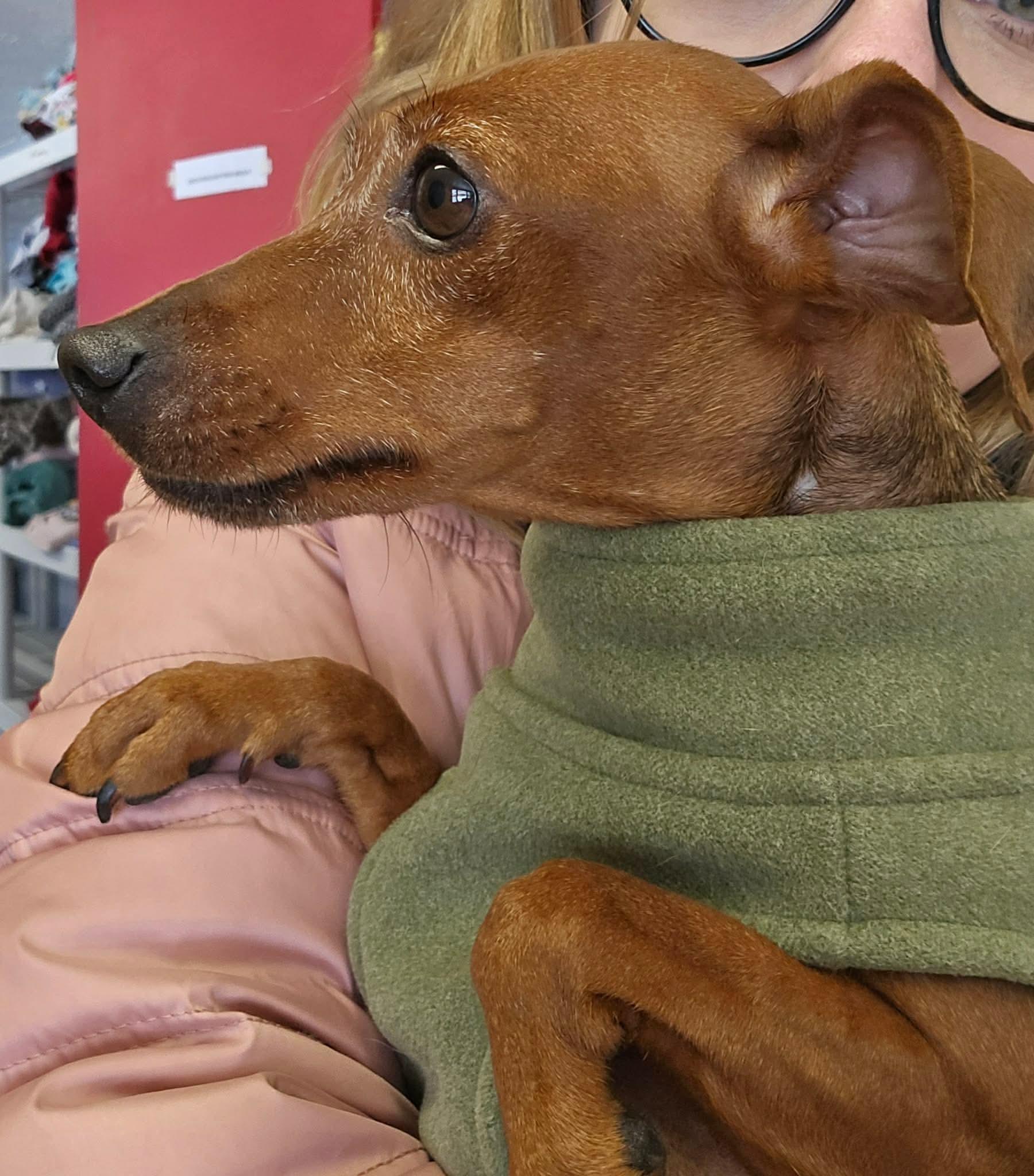 Enlarge Clover, a ADOPTABLE Miniature Pinscher in North Olmsted, OH image 2/3