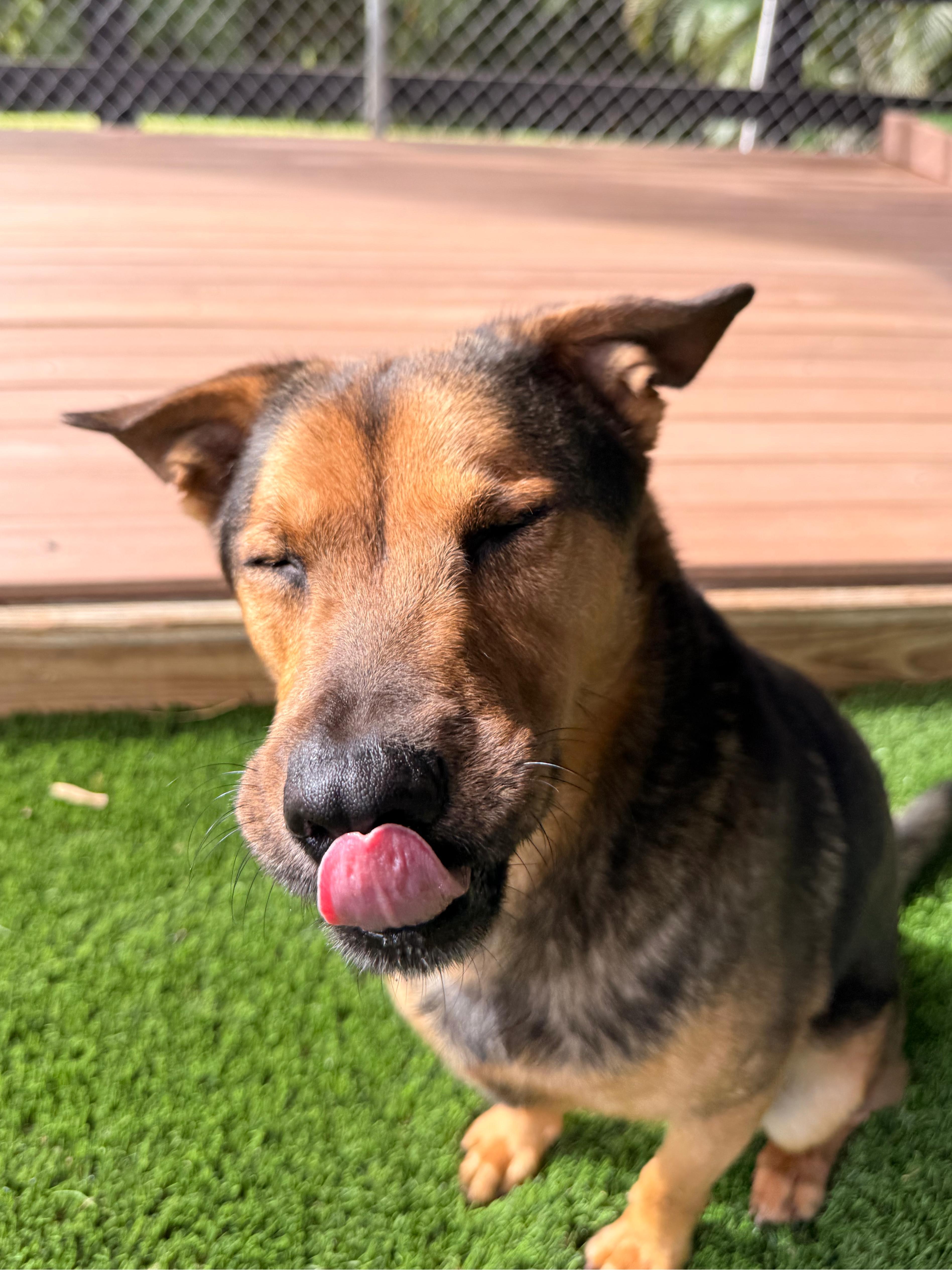 Enlarge Caesar, a Adoptable mixed breed in Morristown, NJ image 2/3