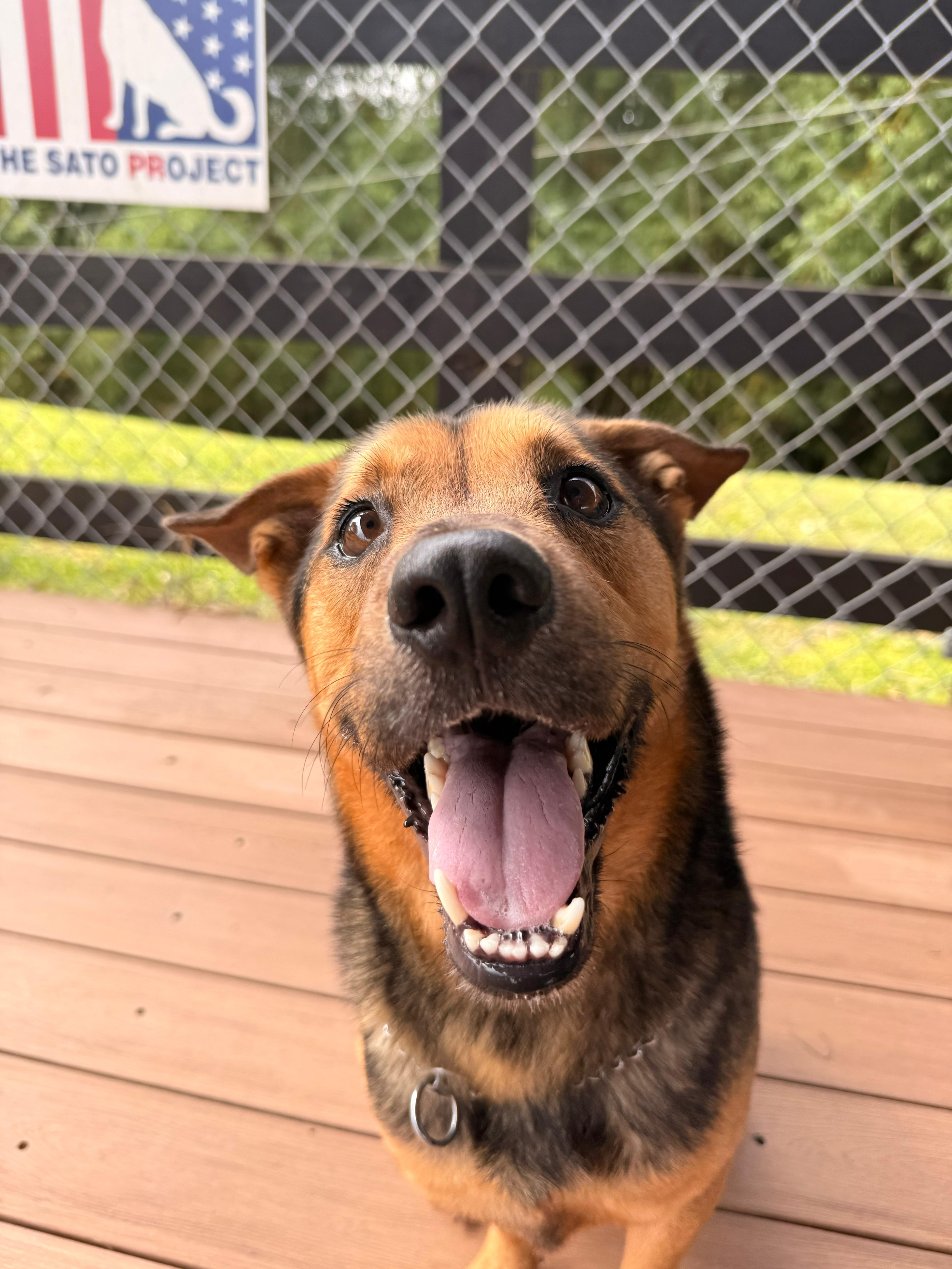 Enlarge Caesar, a Adoptable mixed breed in Morristown, NJ image 3/3