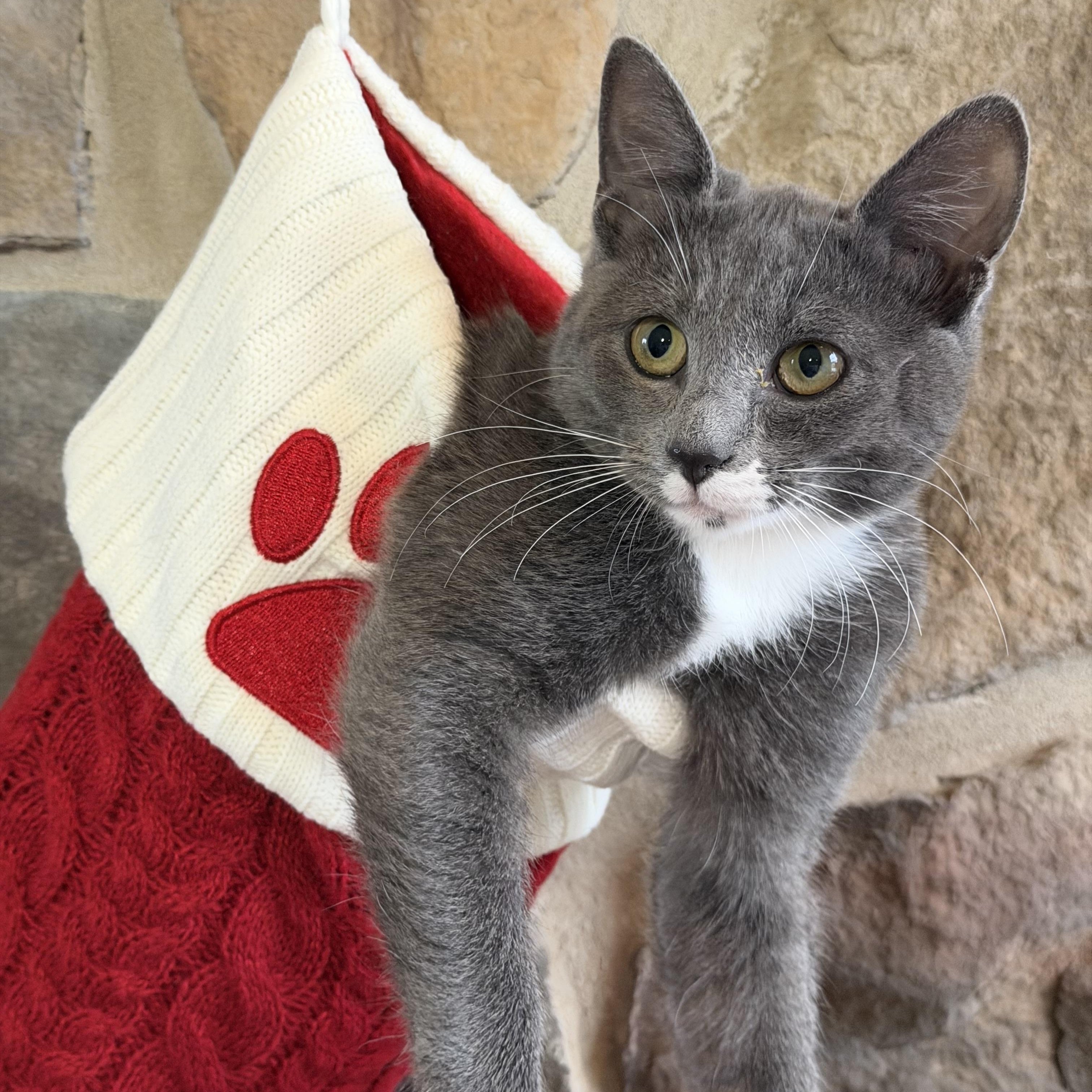 Parker (bonded with Wesser), a Adoptable Domestic Short Hair in Johnsburg, IL image 2/6