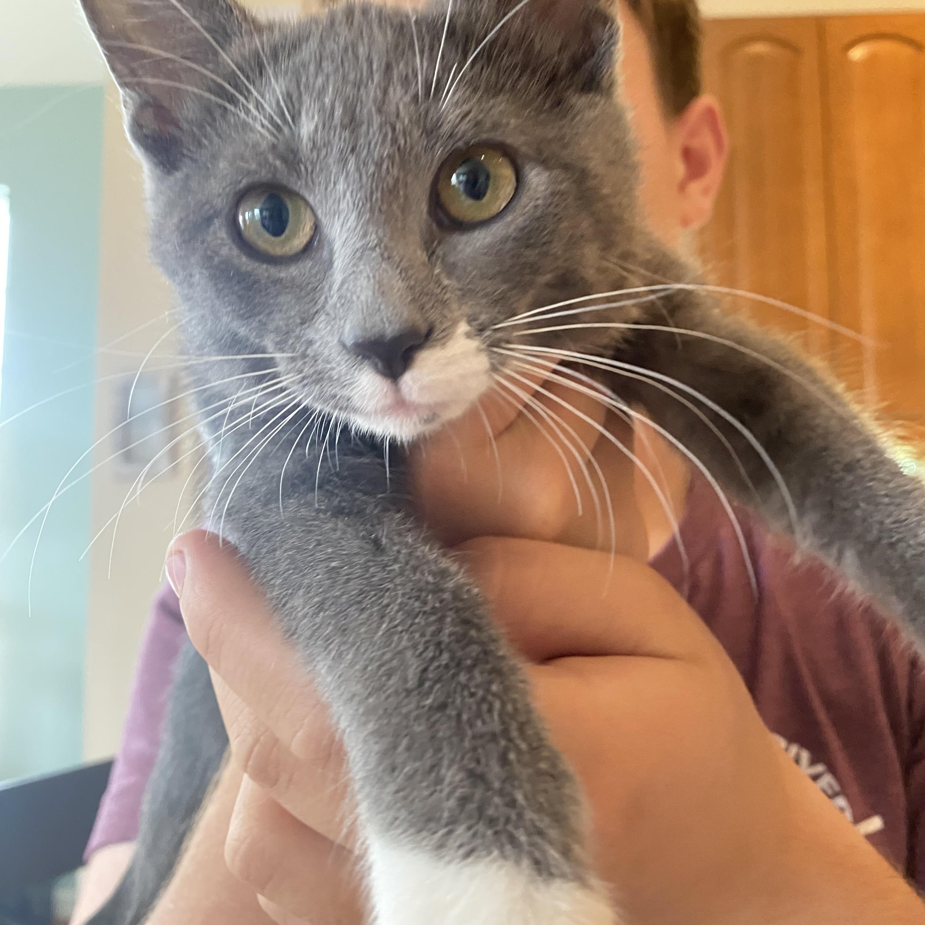 Parker (bonded with Wesser), a Adoptable Domestic Short Hair in Johnsburg, IL image 3/6