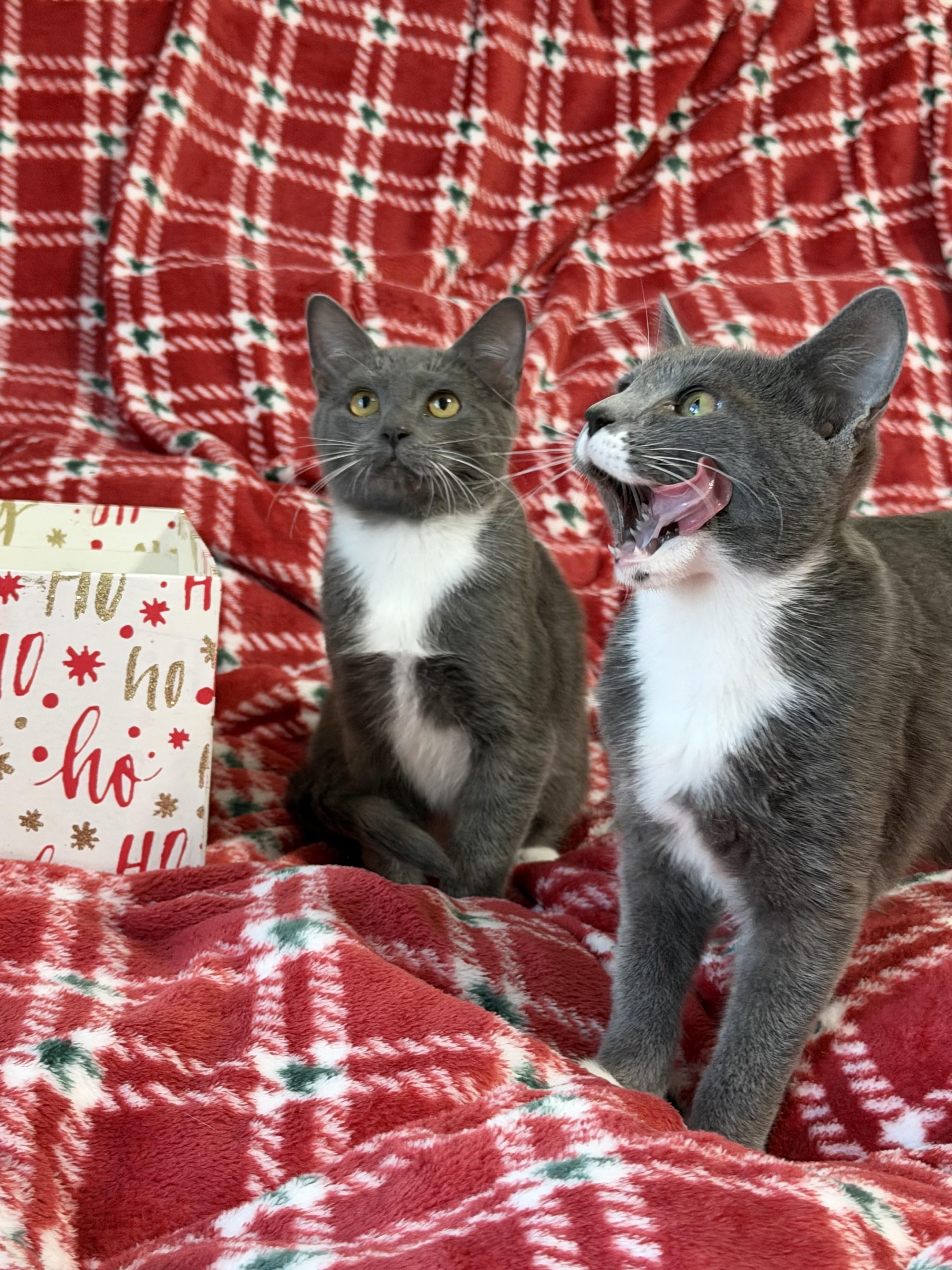 Parker (bonded with Wesser), a Adoptable Domestic Short Hair in Johnsburg, IL image 4/6