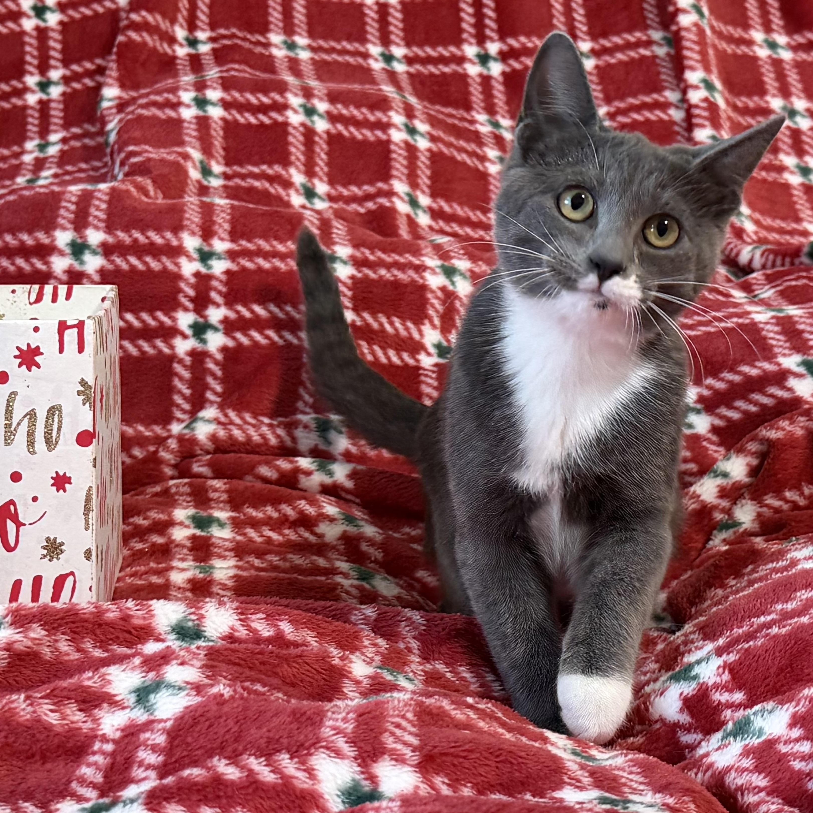 Parker (bonded with Wesser), Adoptable, Kitten Female Domestic Short Hair.