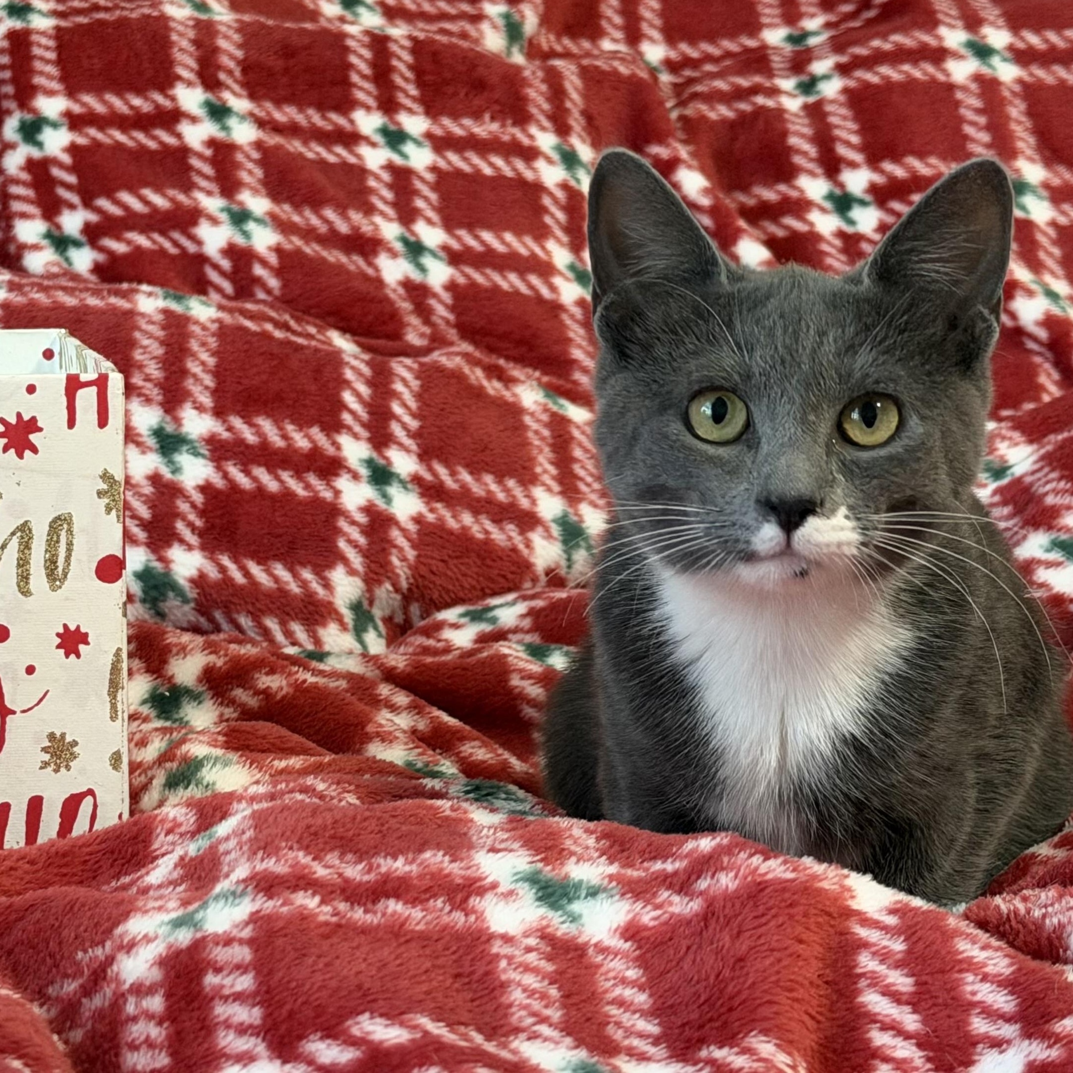 Parker (bonded with Wesser), a Adoptable Domestic Short Hair in Johnsburg, IL image 5/6