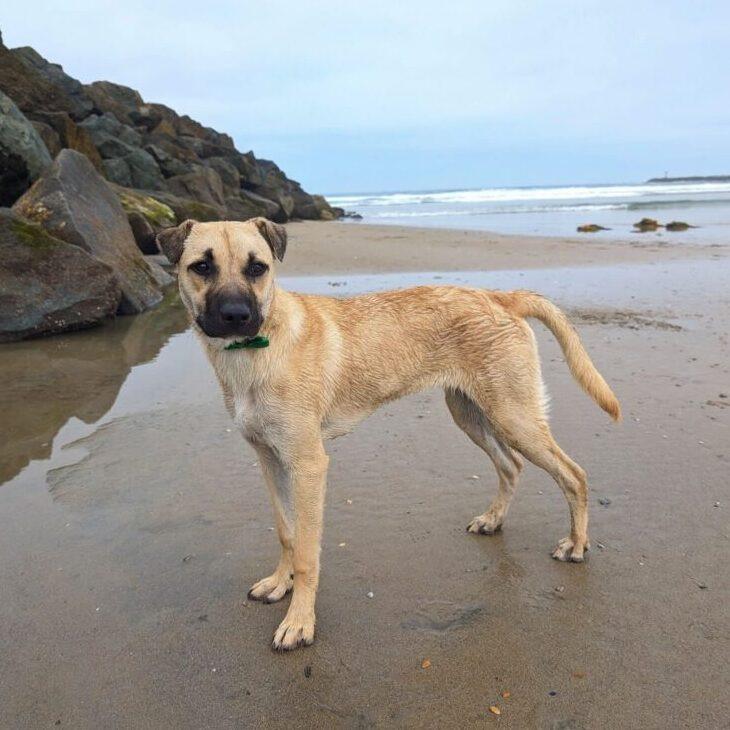 Queso, Adoptable, Adult Male Terrier.