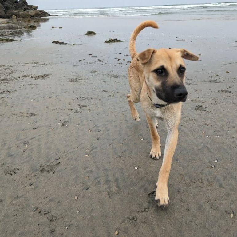 Queso, a Adoptable Terrier in San Diego, CA image 2/6