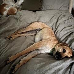 Queso, a Adoptable Terrier in San Diego, CA image 3/6