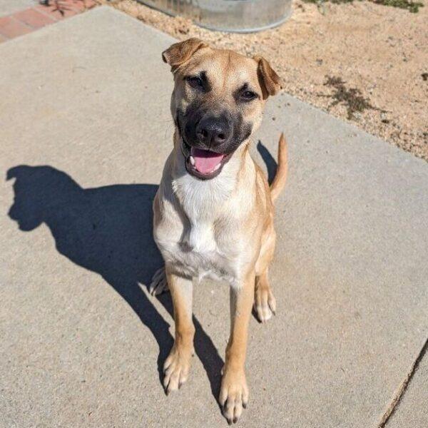 Queso, a Adoptable Terrier in San Diego, CA image 4/6