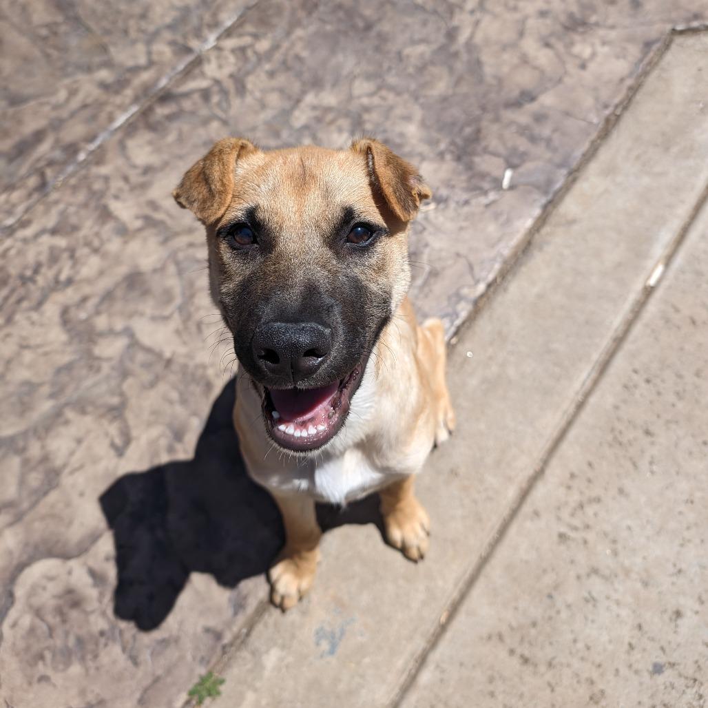 Queso, a Adoptable Terrier in San Diego, CA image 6/6