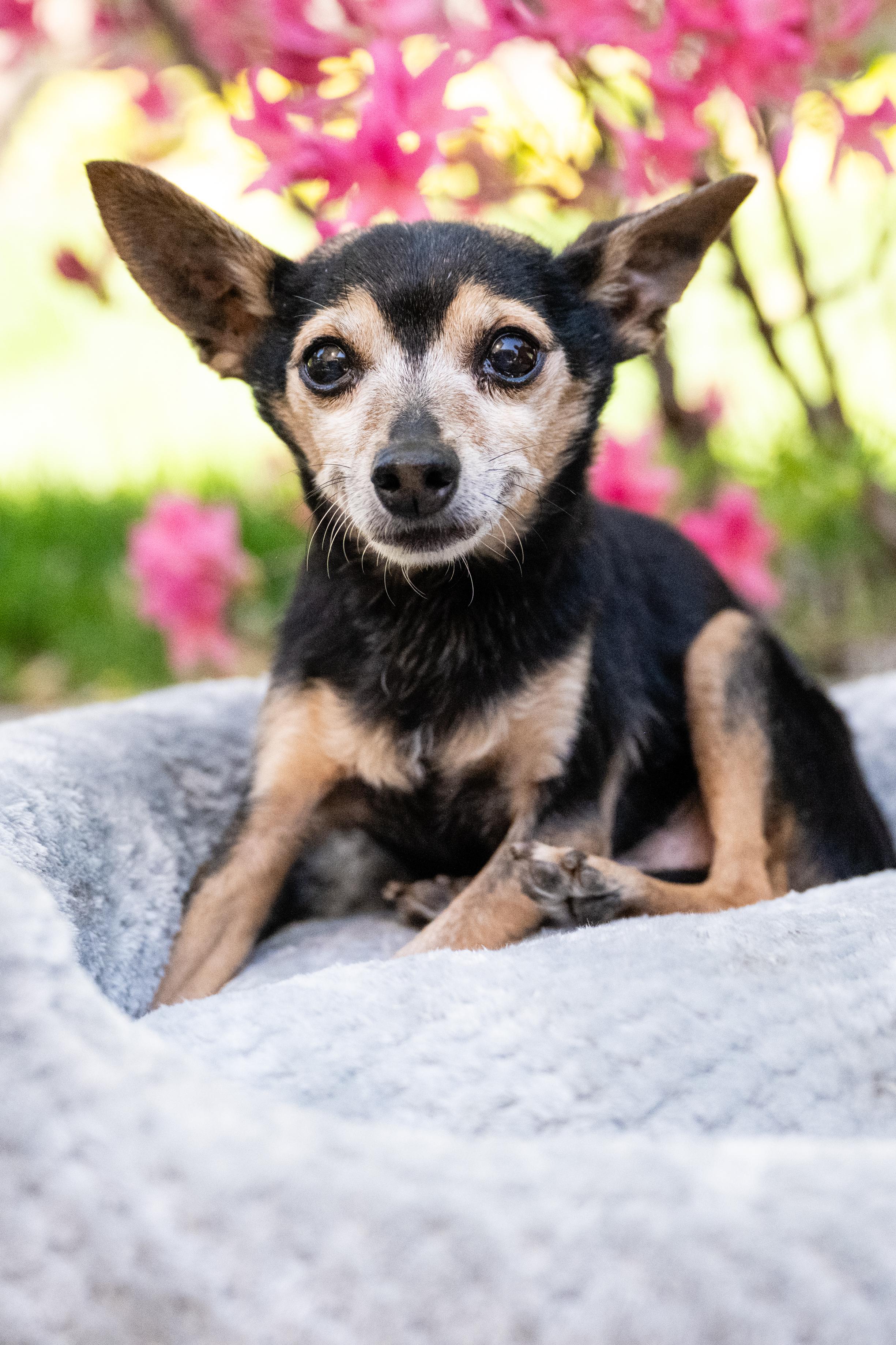 Chico, ADOPTABLE, Senior Male Chihuahua.