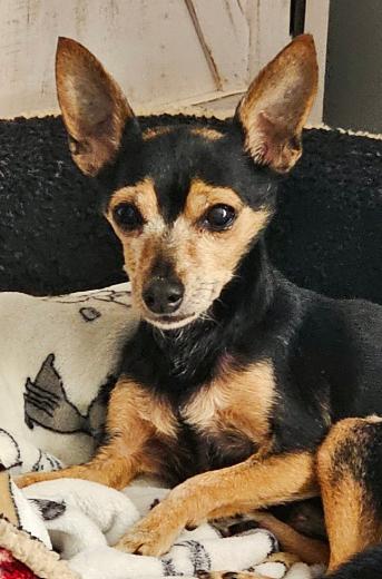 Chico, ADOPTABLE, Senior Male Chihuahua.