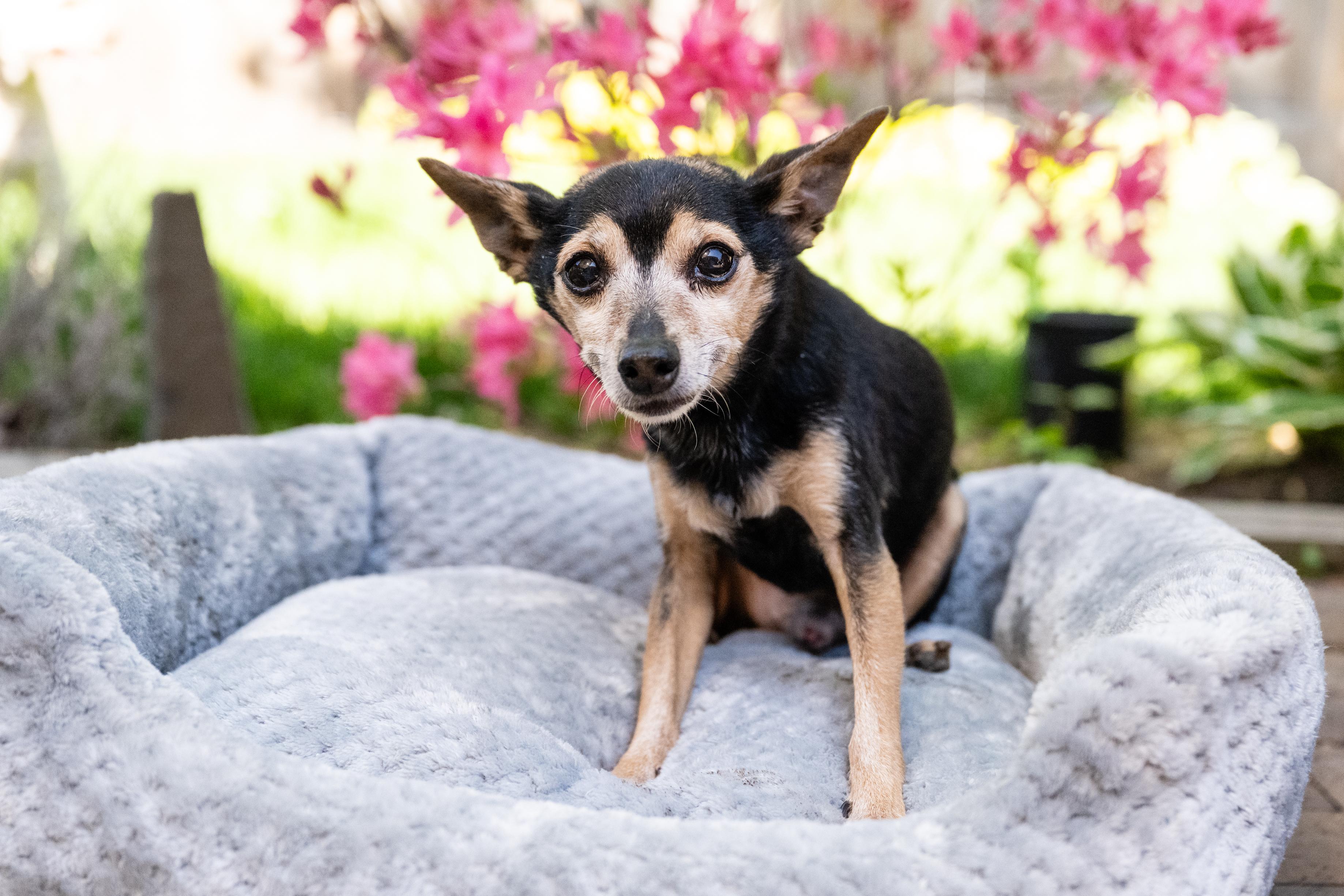 Enlarge Chico, a ADOPTABLE Chihuahua in Blaine, MN image 3/3
