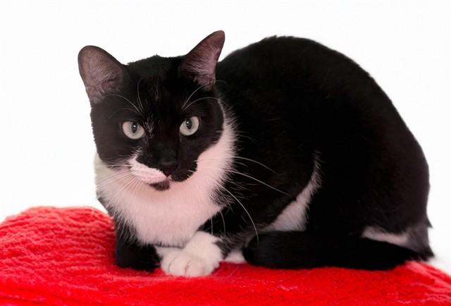 Enlarge KALI, a Adoptable Domestic Short Hair in Fort Lauderdale, FL image 1/1