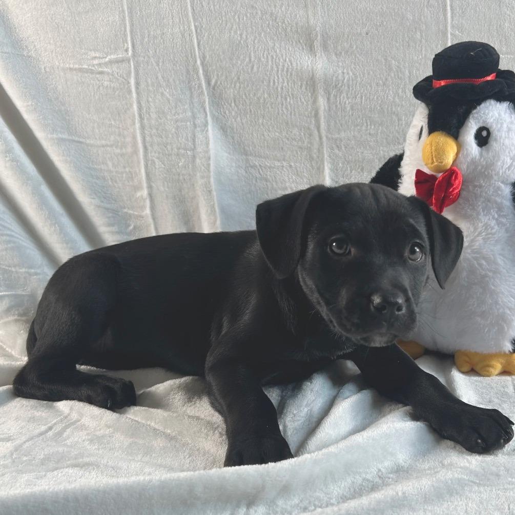 Miracle, Adoptable, Puppy Female Labrador Retriever.