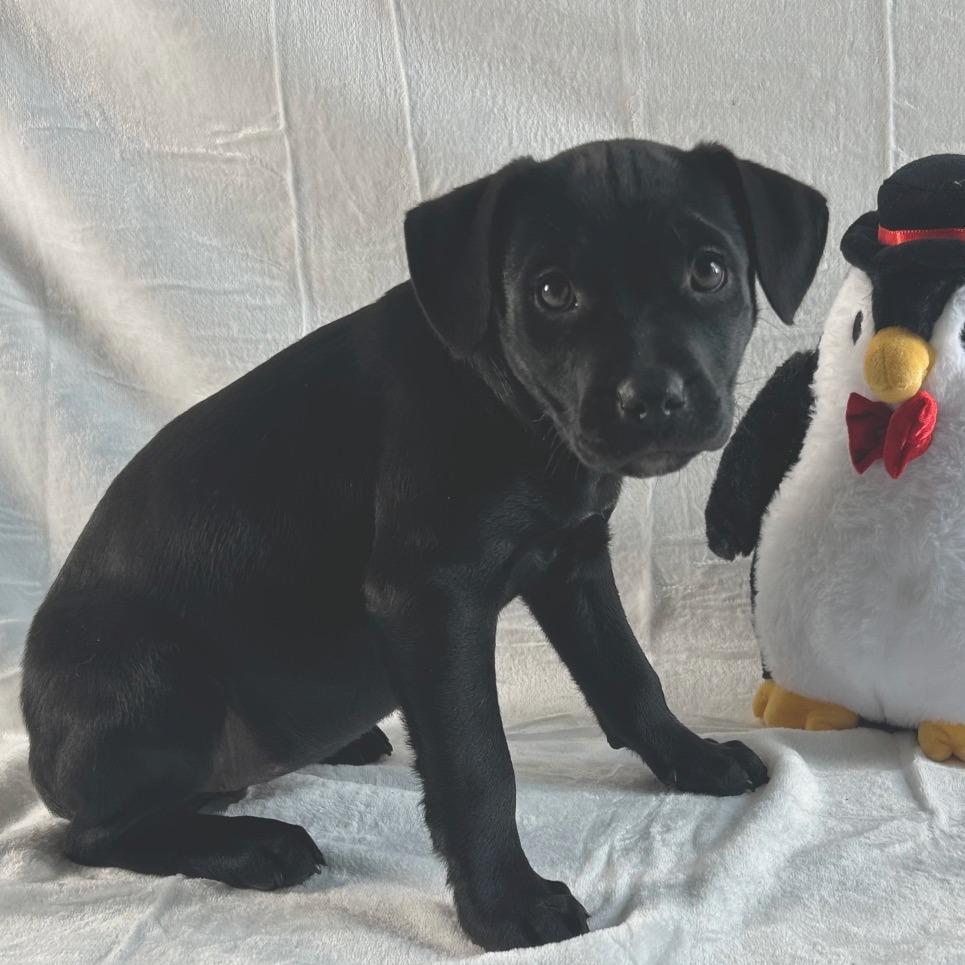 Enlarge Miracle, a Adoptable Labrador Retriever in Johnson City, TN image 2/3