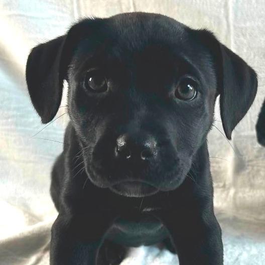 Enlarge Miracle, a Adoptable Labrador Retriever in Johnson City, TN image 3/3