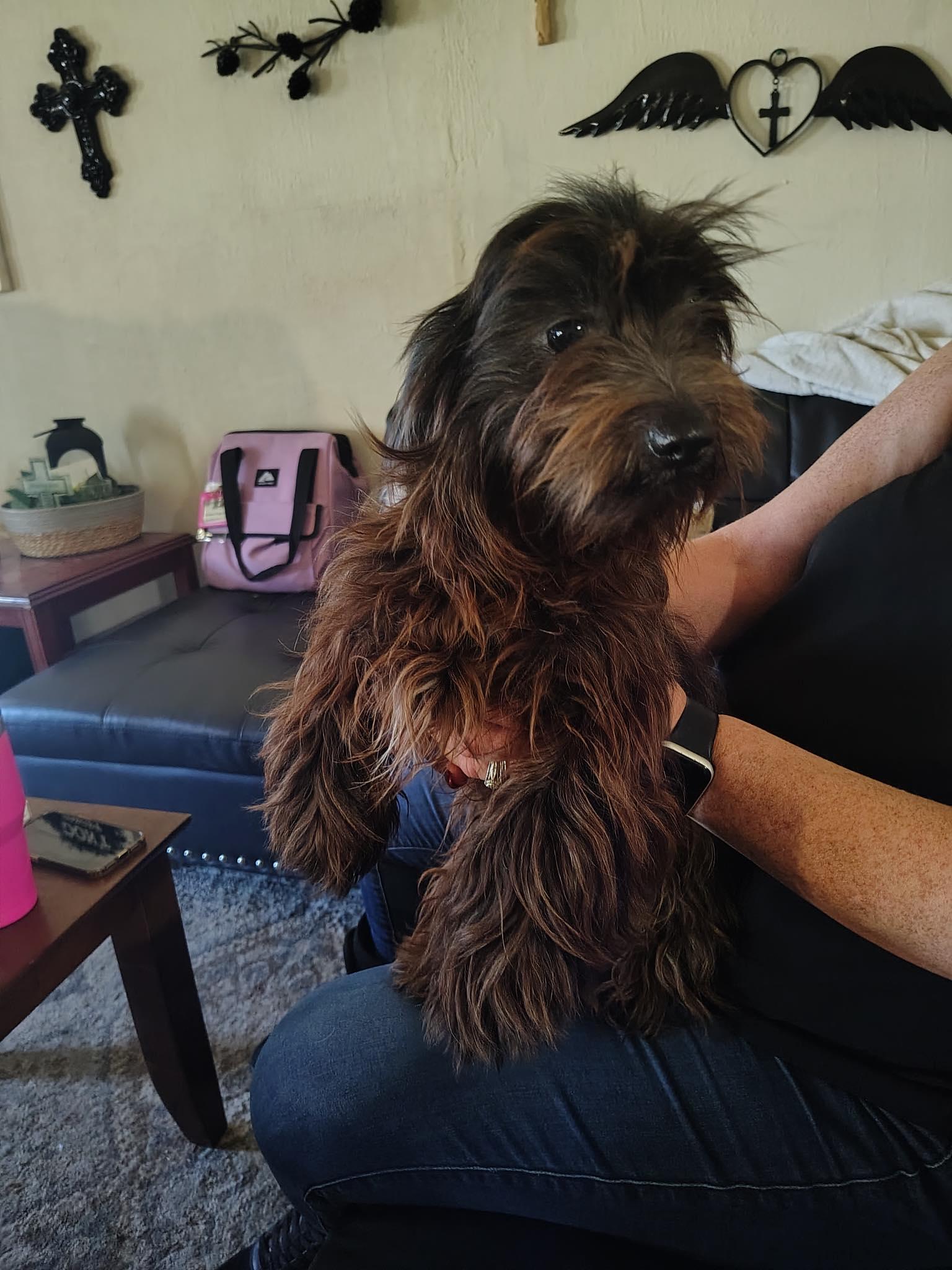 Chim, Adopted, Adult Male Schnauzer.