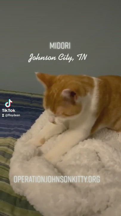 Enlarge Midori, a Adopted Domestic Short Hair in Johnson City, TN video 6/11