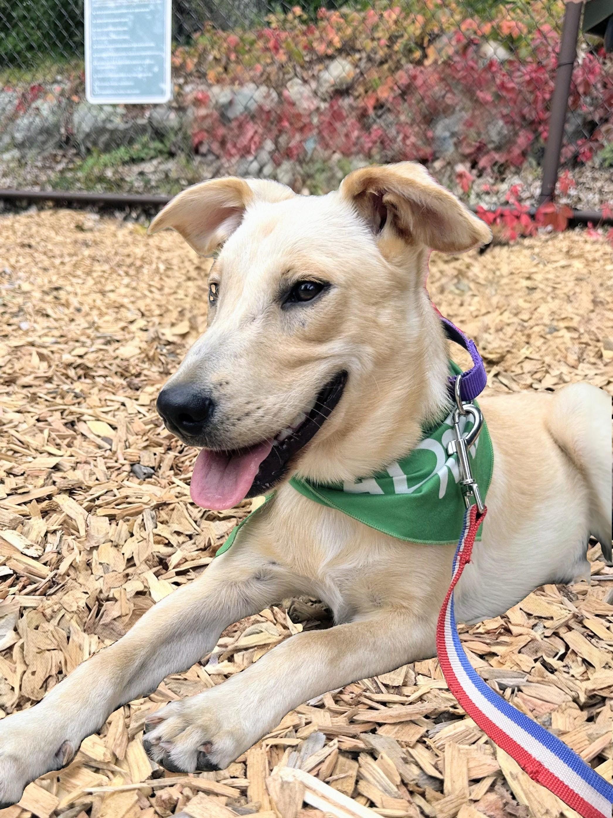 Drew - Fostered in Massachusetts