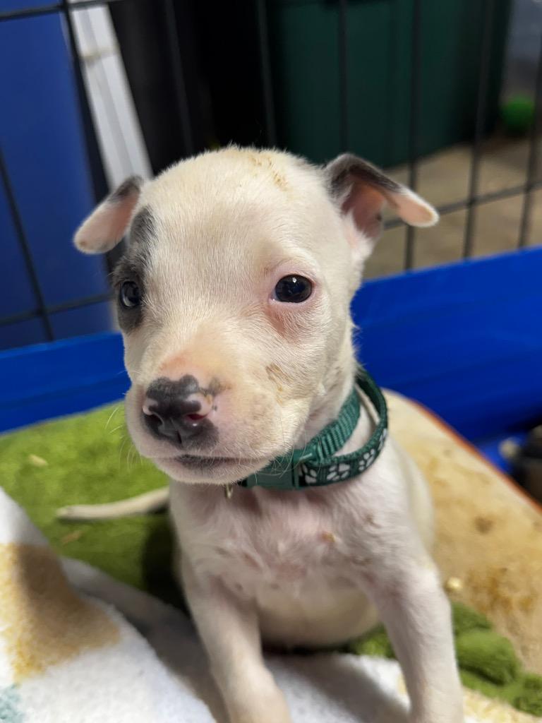 Enlarge Hulk, a Adoptable Pit Bull Terrier in Charlotte, MI image 2/2