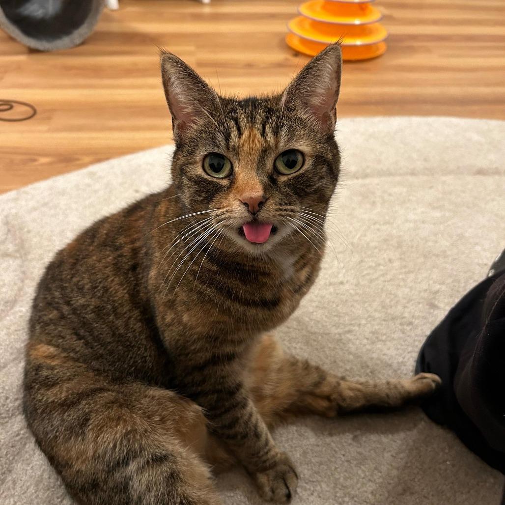 Enlarge Sasha, a Adoptable Domestic Short Hair in Alexandria, VA image 1/1