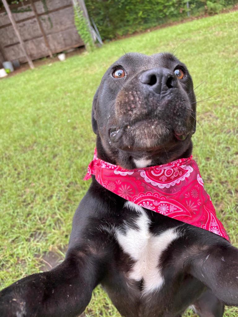Wells, a Adoptable mixed breed in Winnsboro, SC image 3/6