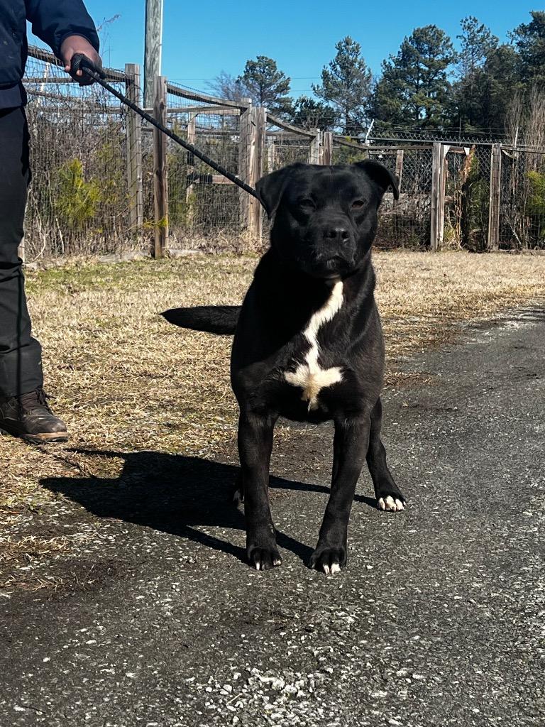 Wells, a Adoptable mixed breed in Winnsboro, SC image 5/6