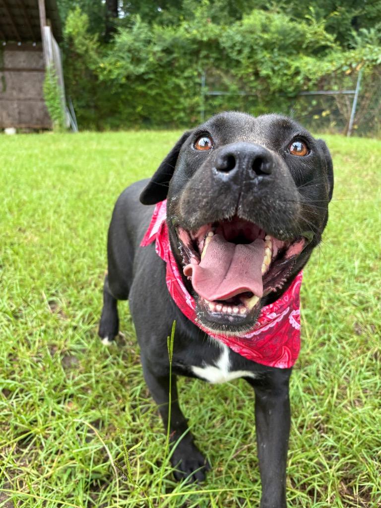 Wells, a Adoptable mixed breed in Winnsboro, SC image 2/6