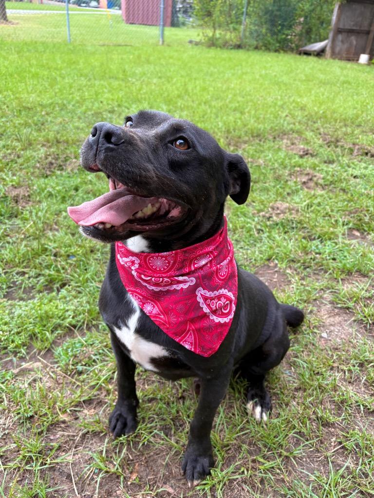 Wells, Adoptable, Adult Male Terrier.