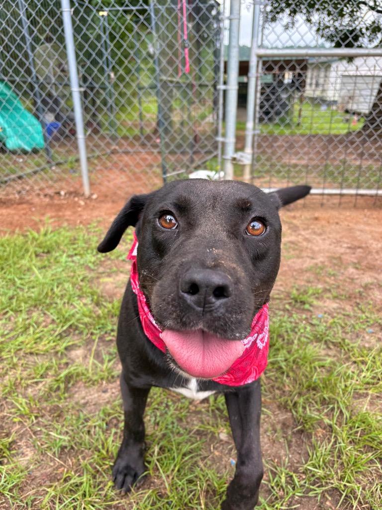 Wells, a Adoptable mixed breed in Winnsboro, SC image 4/6