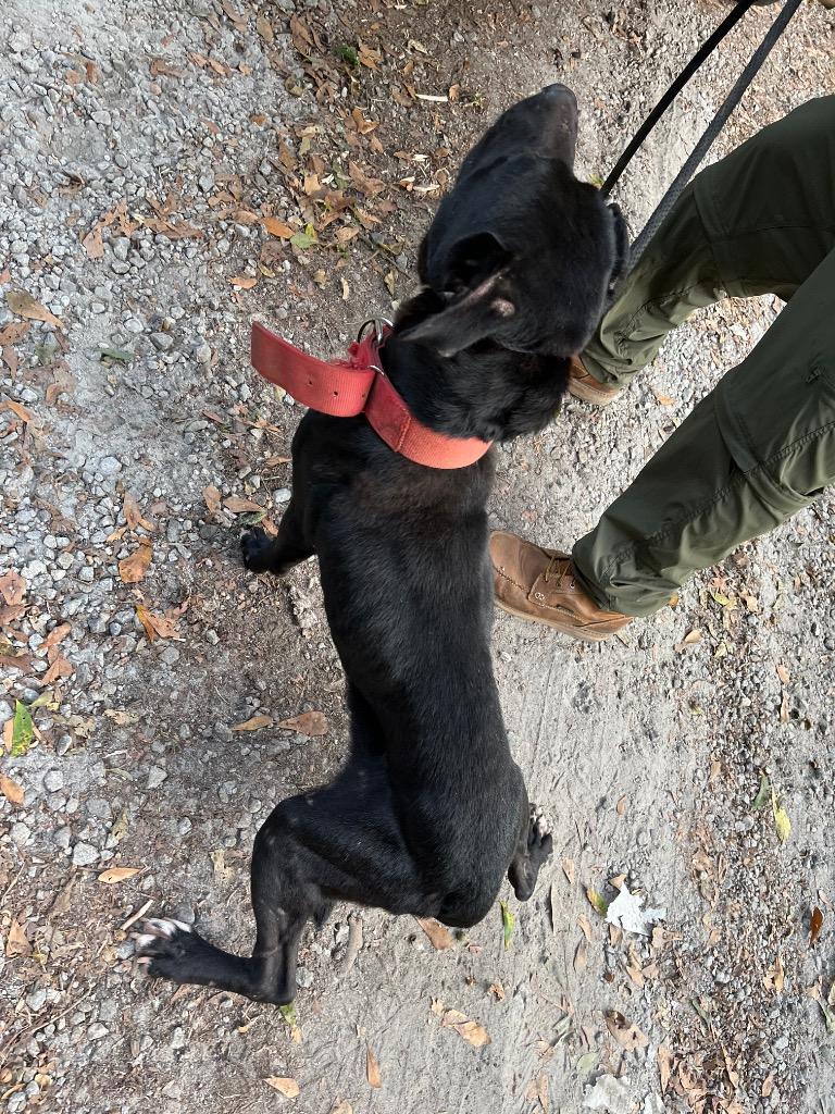 Wells, a Adoptable mixed breed in Winnsboro, SC image 6/6