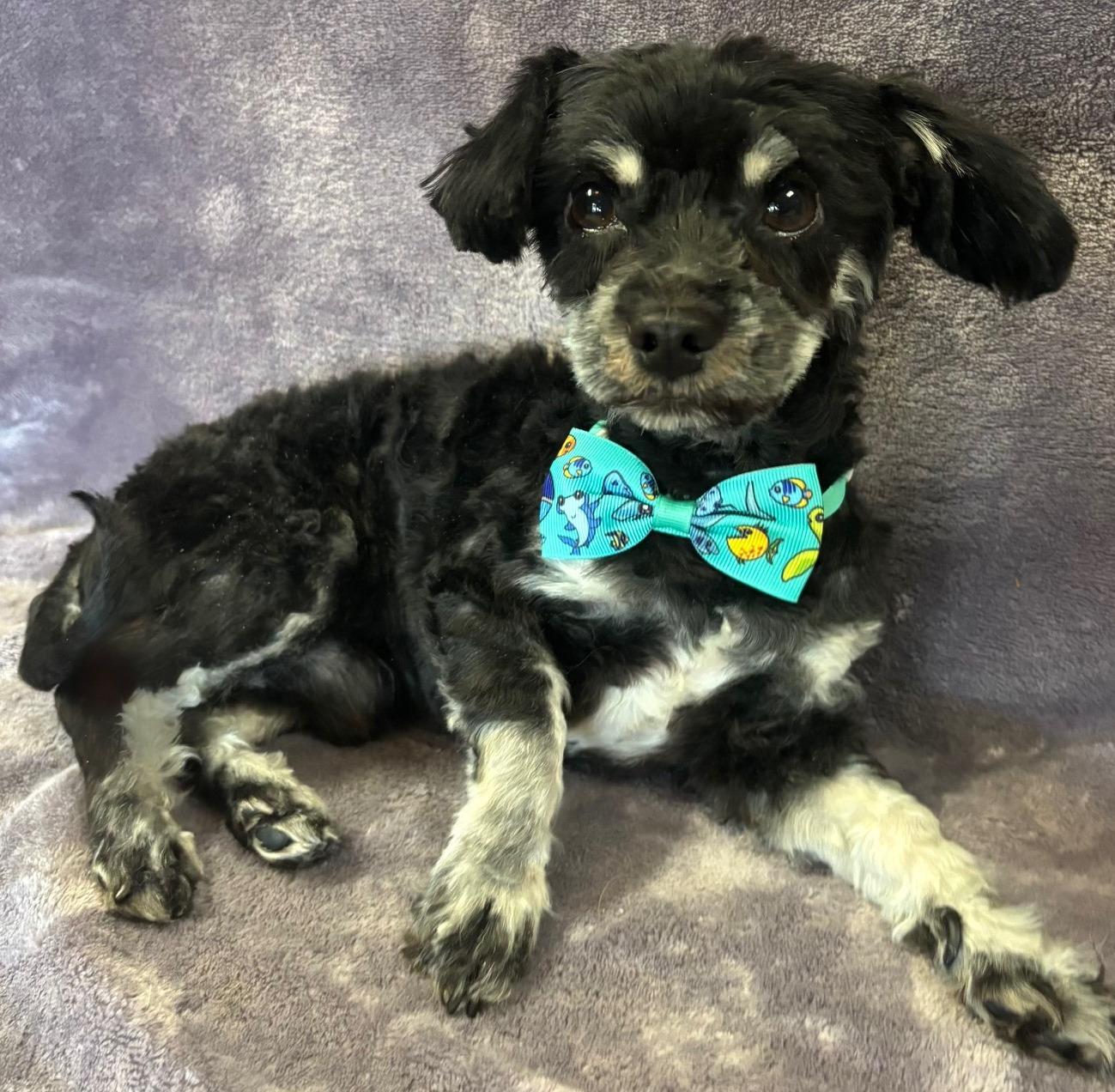 Shadow, an adoptable Havanese, Poodle in Lodi, CA, 95241 | Photo Image 1