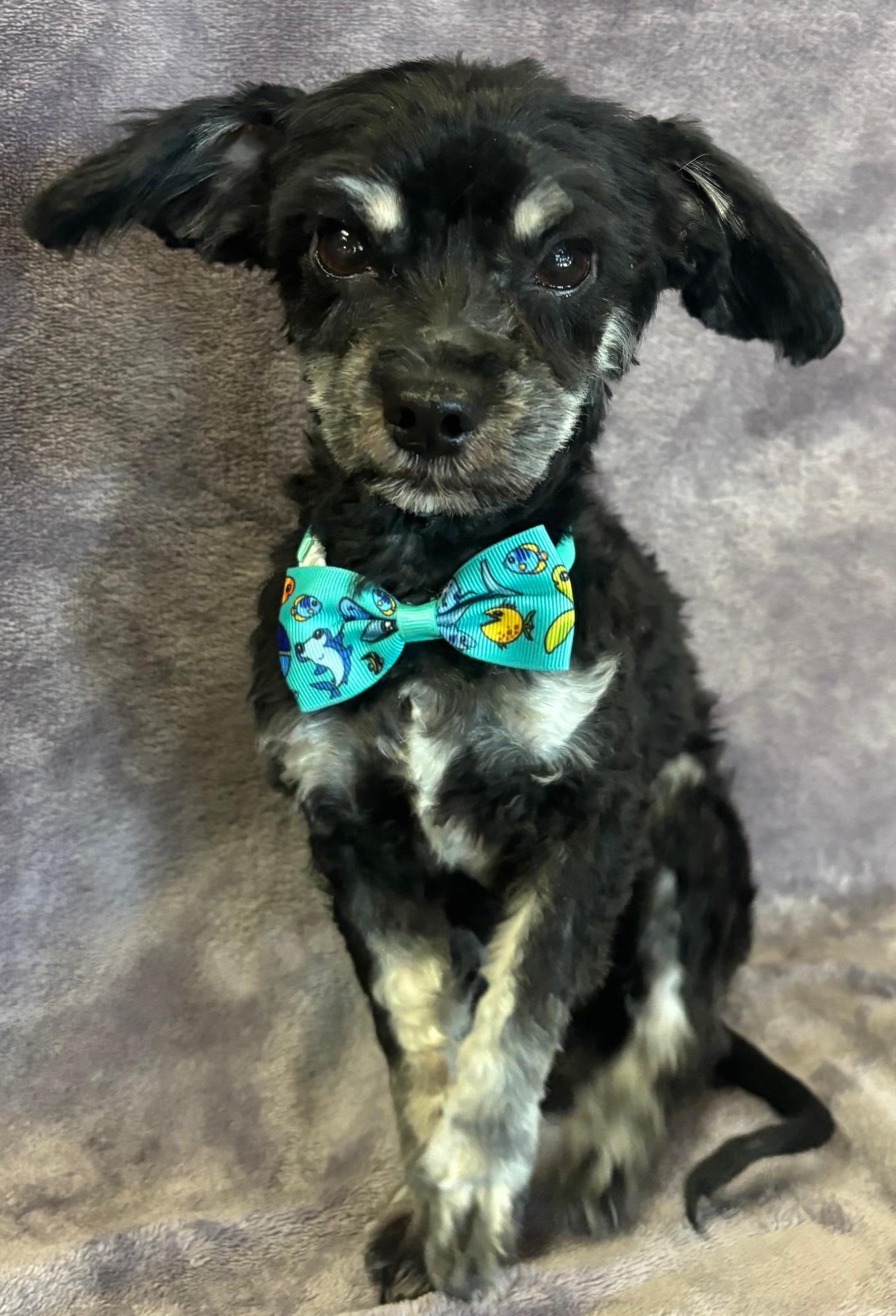 Shadow, an adoptable Havanese, Poodle in Lodi, CA, 95241 | Photo Image 5