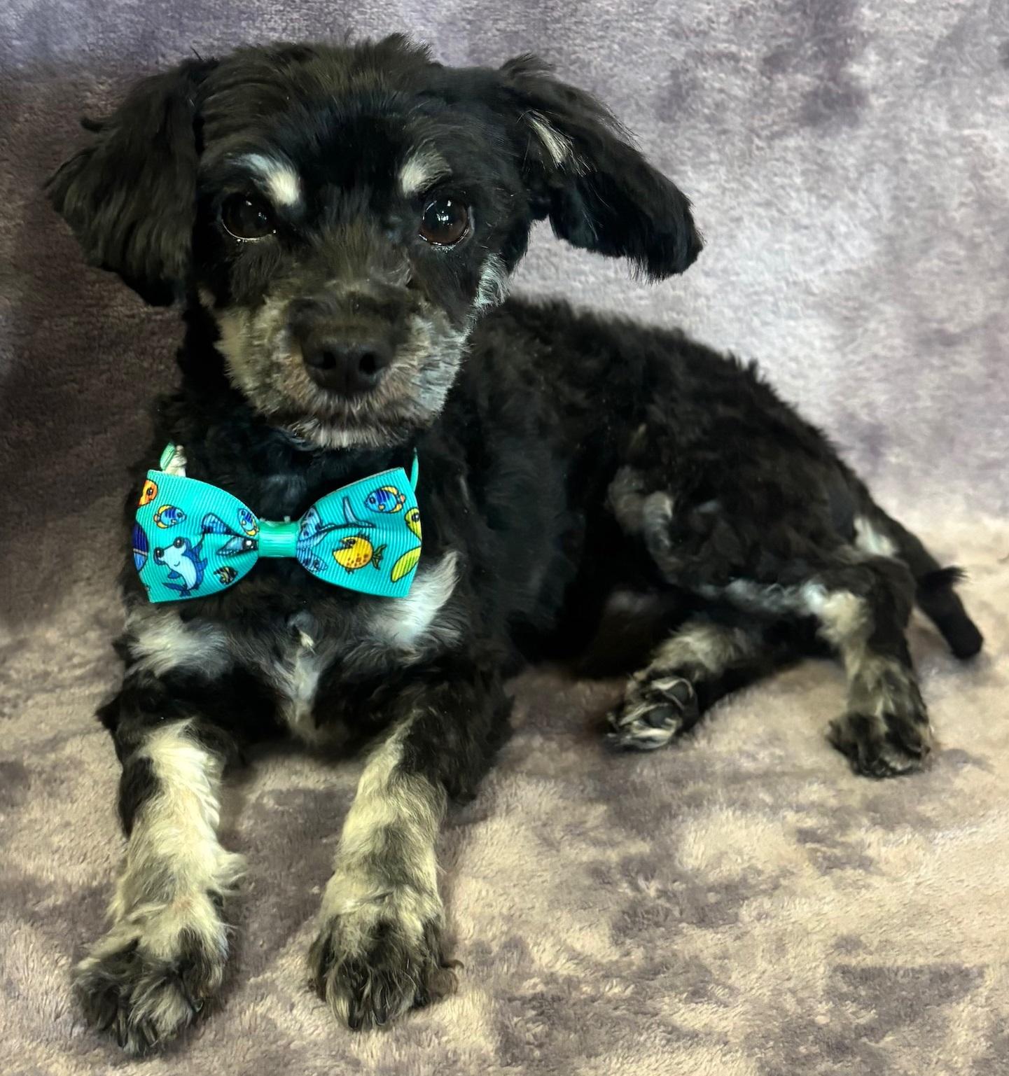 Shadow, an adoptable Havanese, Poodle in Lodi, CA, 95241 | Photo Image 4