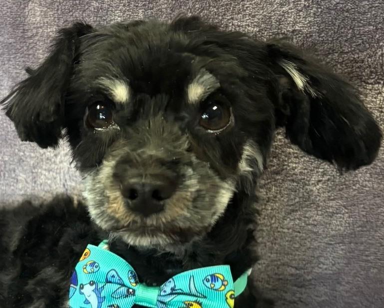 Shadow, an adoptable Havanese, Poodle in Lodi, CA, 95241 | Photo Image 2