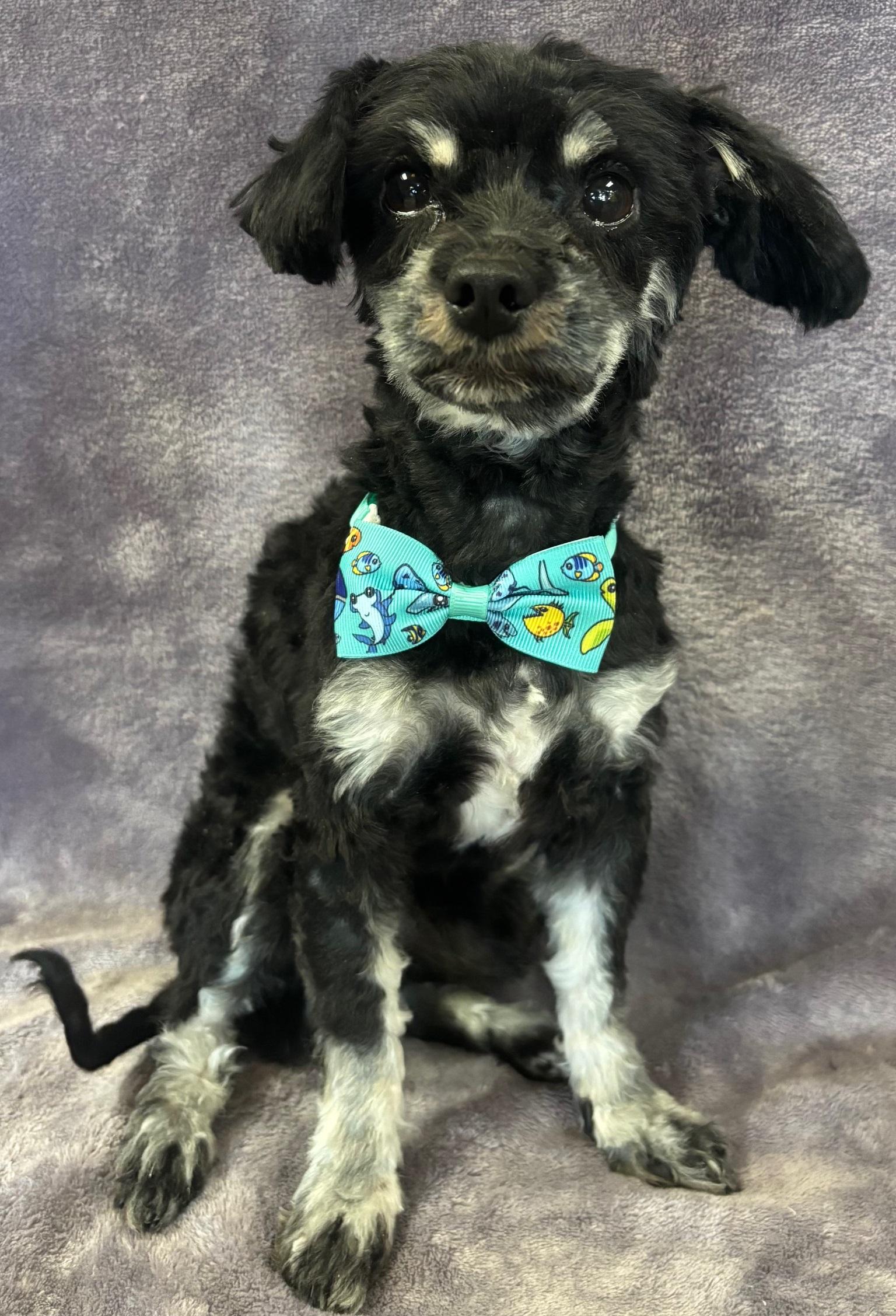 Shadow, an adoptable Havanese, Poodle in Lodi, CA, 95241 | Photo Image 3