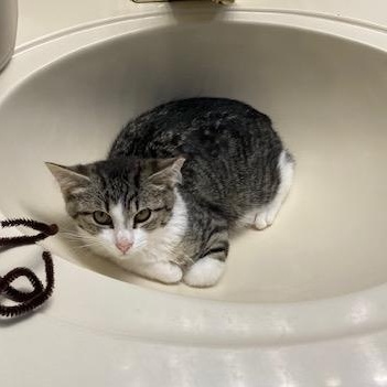 Enlarge PA - Kovu, a Adoptable Domestic Short Hair in Norristown, PA image 5/5